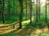 07_forest.jpg