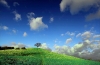 08_meadow.jpg